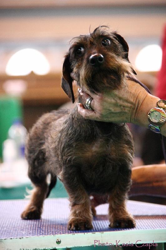 Crufts2011_2 1457.jpg